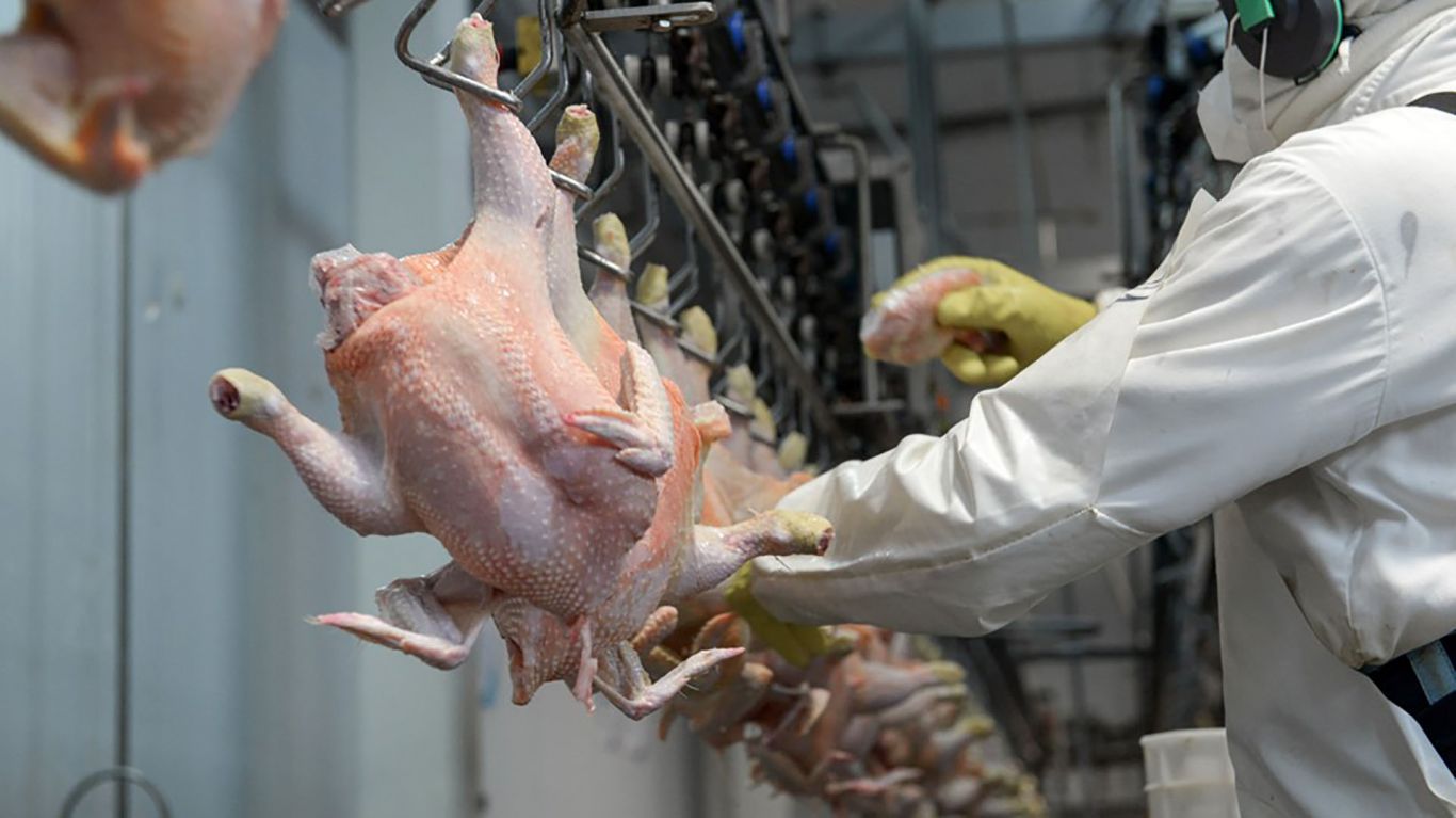 Economía destina $2.200 millones para brindar asistencia financiera a productores de pollos