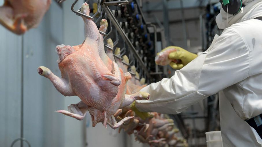 Productores avícolas piden consolidar crecimiento del sector en la pospandemia