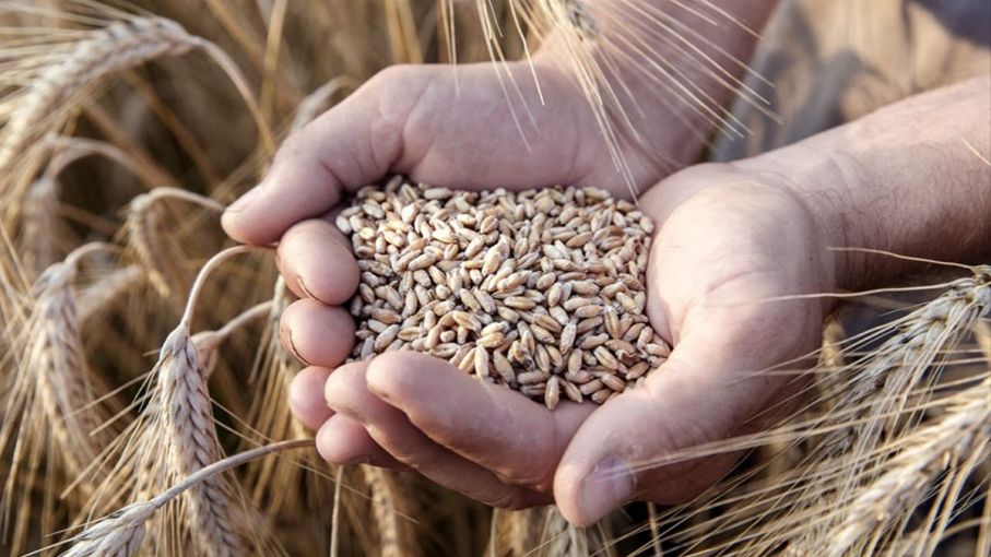 El tonelaje exportado de trigo llega a mínimos de cinco años