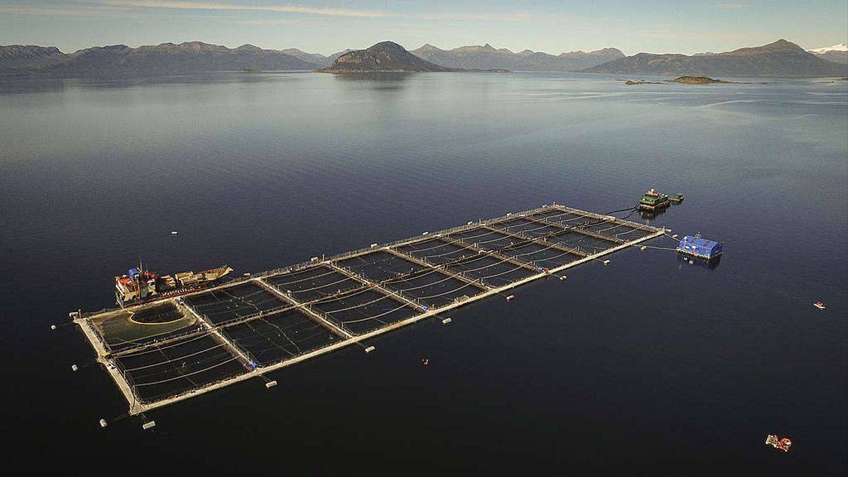 Kulfas consideró "equivocado" prohibir salmoneras y pidió una producción que "cuide" al ambiente