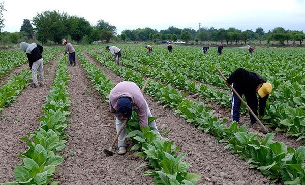 Acuerdan la distribución del 80% del Fondo Especial del Tabaco
