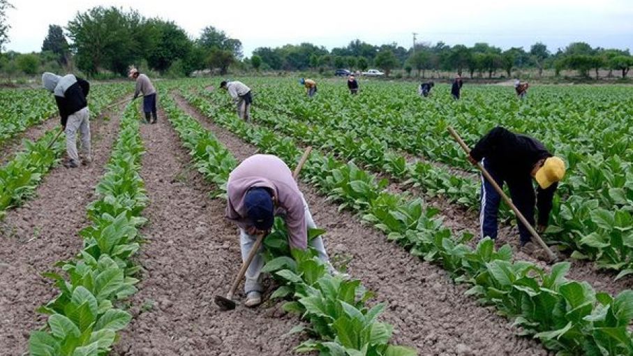 Agricultura transfirió a Corrientes $175 millones correspondientes al Fondo Especial del Tabaco