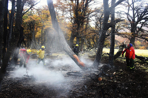 Entregan plantas nativas en El Hoyo para restaurar los bosques afectados por incendios forestales
