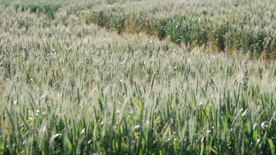 Evalúan un suero lácteo como biofertilizante