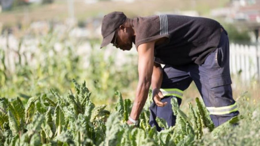 Argentina encabezará junto al IICA programa de asistencia en materia agrícola a países del Caribe