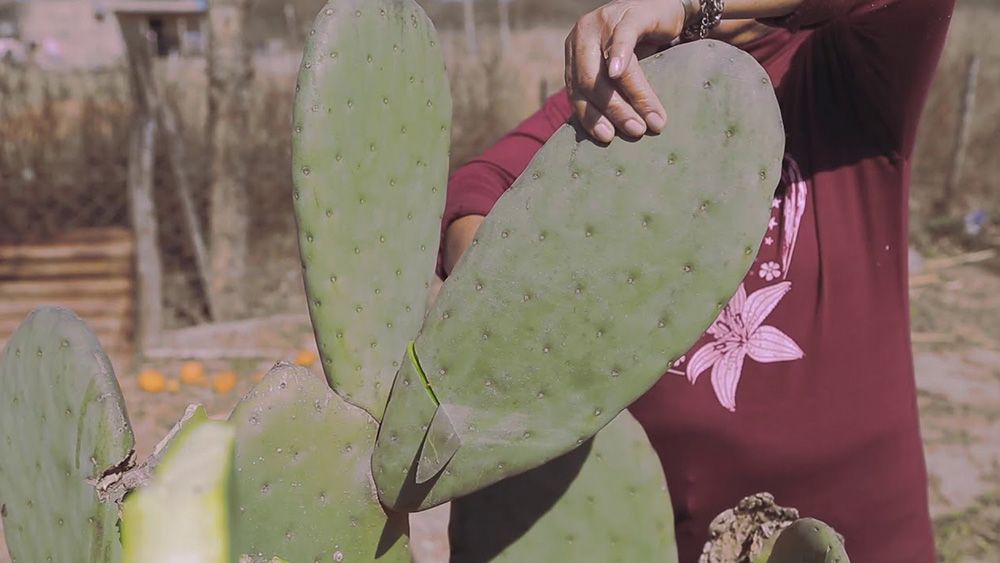 Conoce las propiedades medicinales de la penca de la tuna