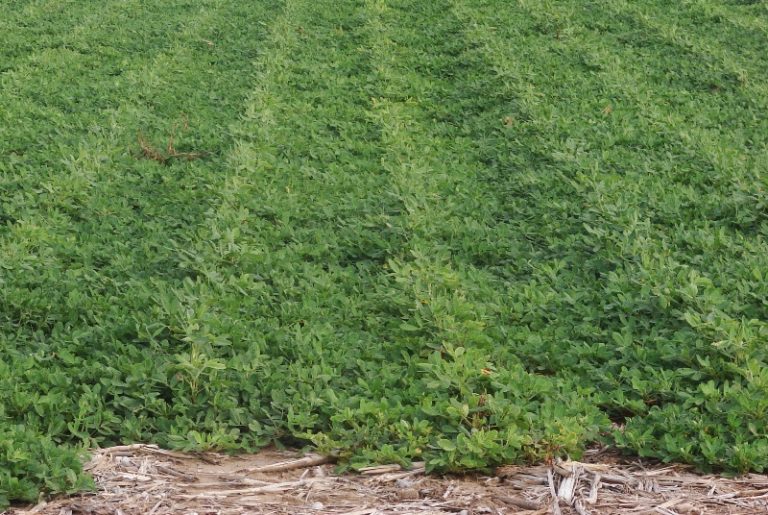 Mani: afirman que con buenas prácticas agrícolas se reduce el impacto ambiental