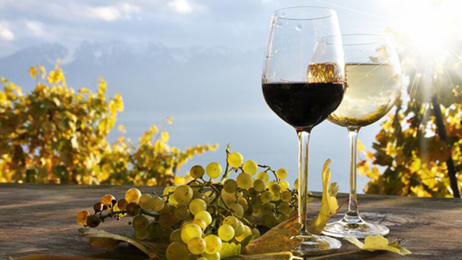 Lanzaron Programa de Posicionamiento del Vino de Altura Salteño