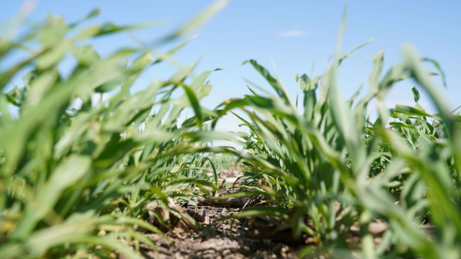 Sorgo 5.0: llegó la tecnología que revoluciona el biotipo forrajero. Mayor rendimiento. Menos malezas.