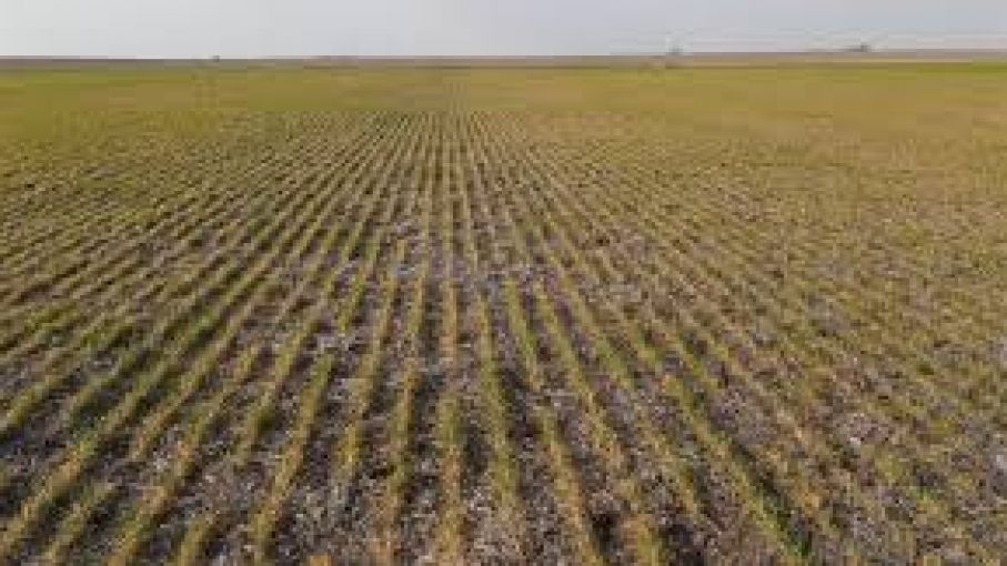 Sequía: hubo alivio por las lluvias en la zona agrícola pero advierten que para el trigo puede ser tarde