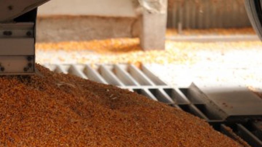 La cosecha record de maíz de EEUU depende de los productores del Sur y el Este en medio de la sequia del cinturón de Maíz occidental