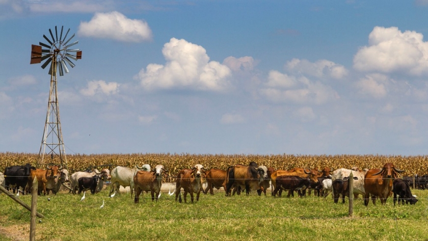 Signos de crisis para la actividad aviar y bovina
