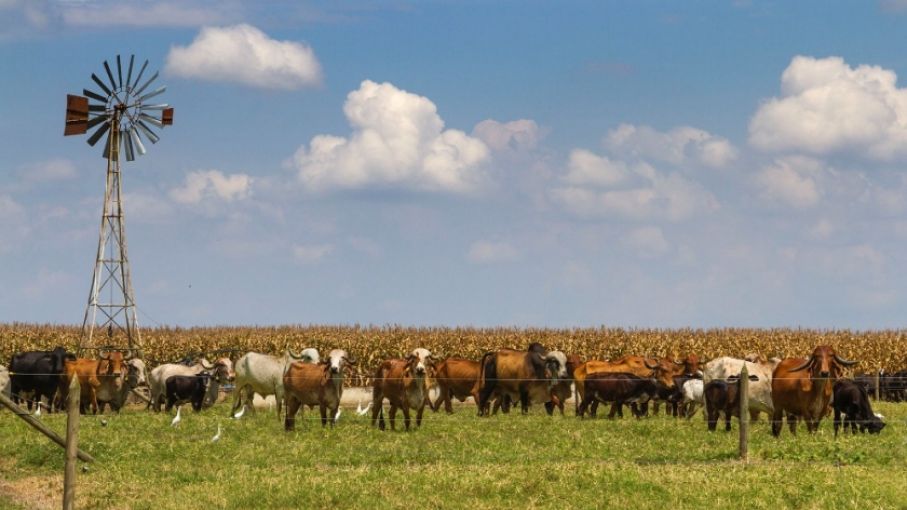 Signos de crisis para la actividad aviar y bovina