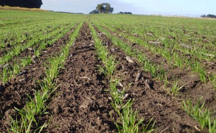 Trigo: Que el nitrógeno no margine el rendimiento