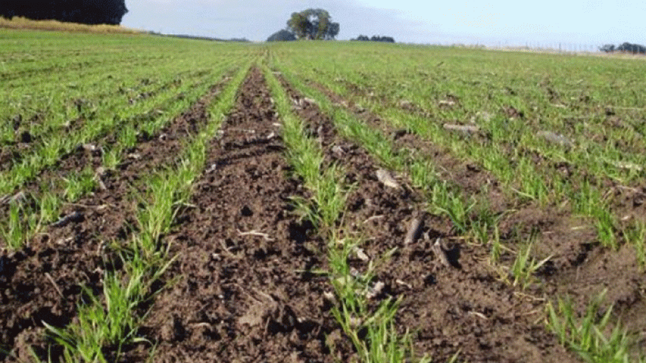 Trigo: Que el nitrógeno no margine el rendimiento