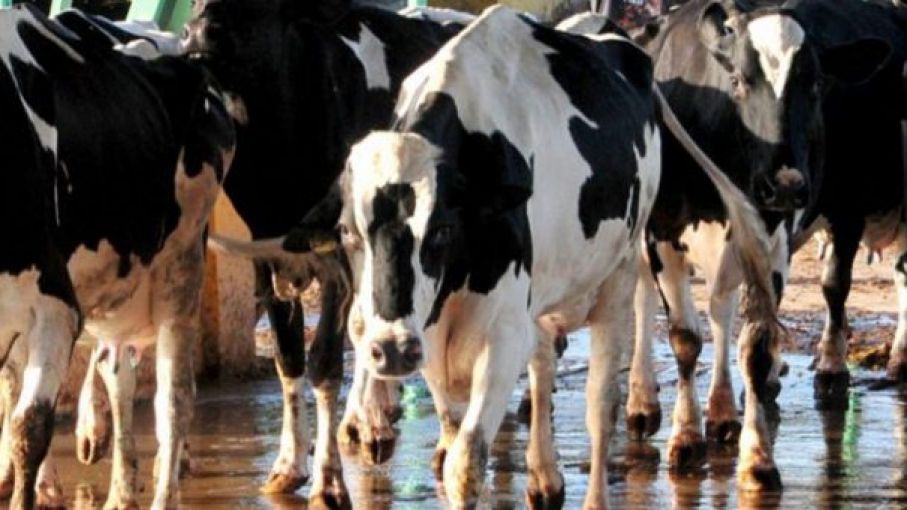 Caída de precios internacionales: ahora le tocó a la leche