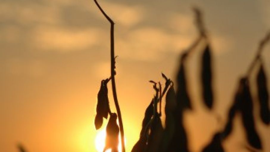 La cosecha de soja de EEUU amenazada por el mal clima de Agosto