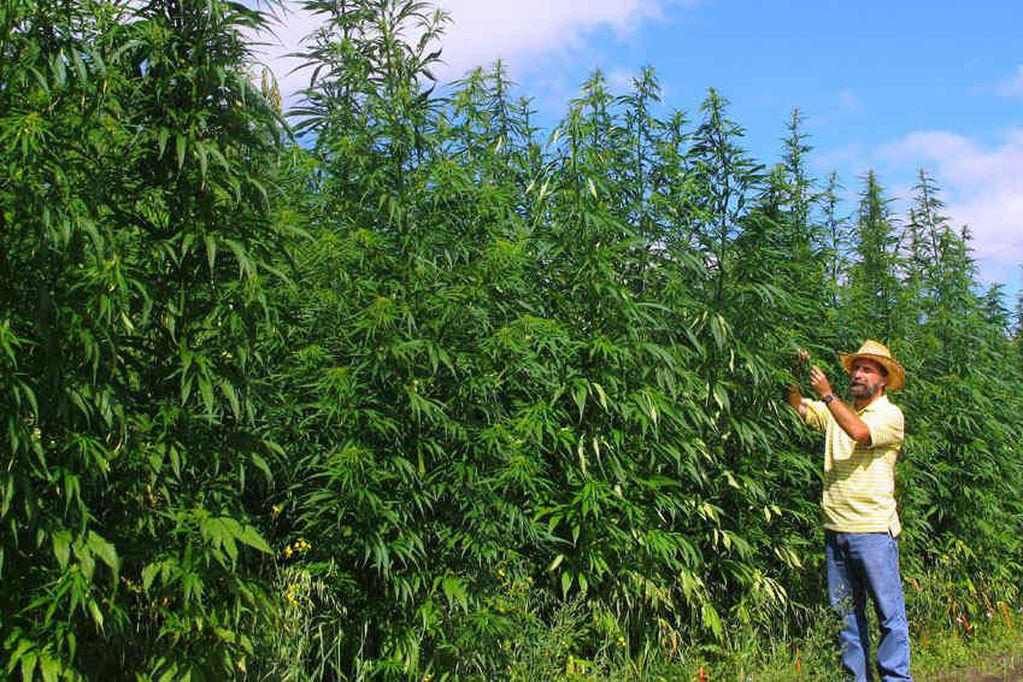 Colombia avaló la exportación de flor seca de cannabis