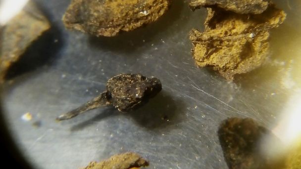 Encuentran fósiles de semillas, moluscos y peces de Cinco mil años de antigüedad