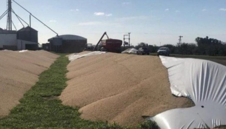Nuevamente rompieron silobolsas con soja al sudeste de Córdoba