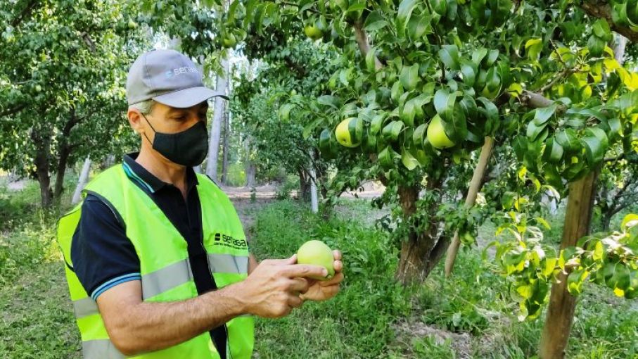 Inscriben en el Renspa a productores frutícolas y programas de exportación