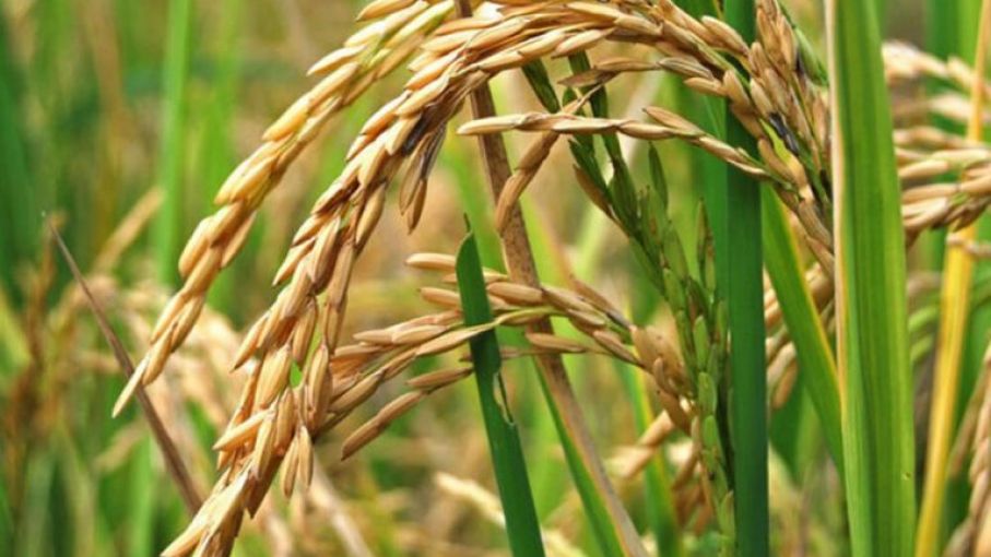 Mejoramiento de la competitividad en la producción de arroz - Agrolatam