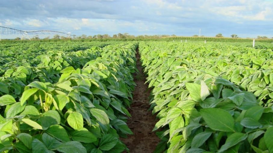 Bayer reorientará sus inversiones en la Argentina hacia proyectos rentables e innovadores que promuevan una mayor competitividad a la agricultura