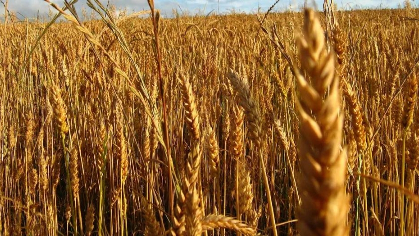 Concluye siembra de trigo con expectativa de una producción récord, salvo pérdidas por frío