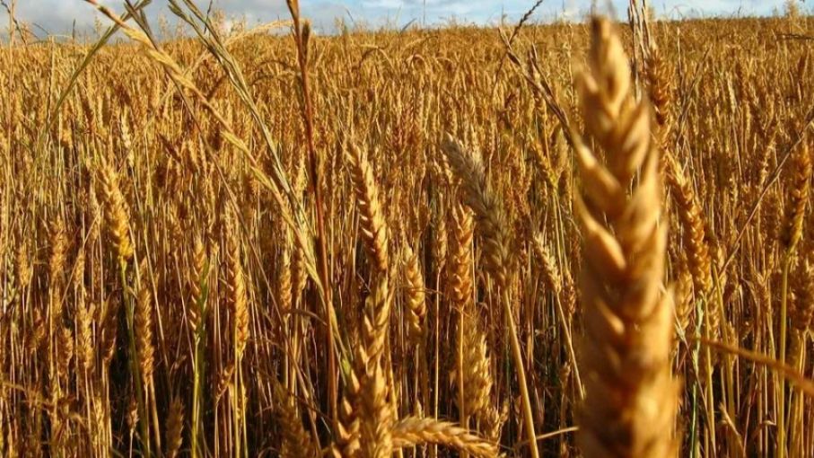 Comenzó la siembra de trigo en Entre Ríos, pero limitada por la falta de humedad del suelo