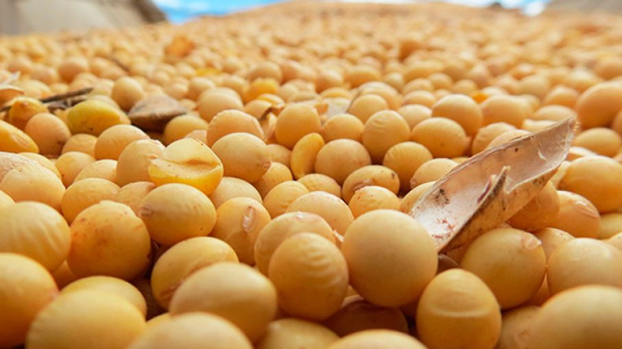 Caída significativa en los precios de la soja impacta el mercado de granos