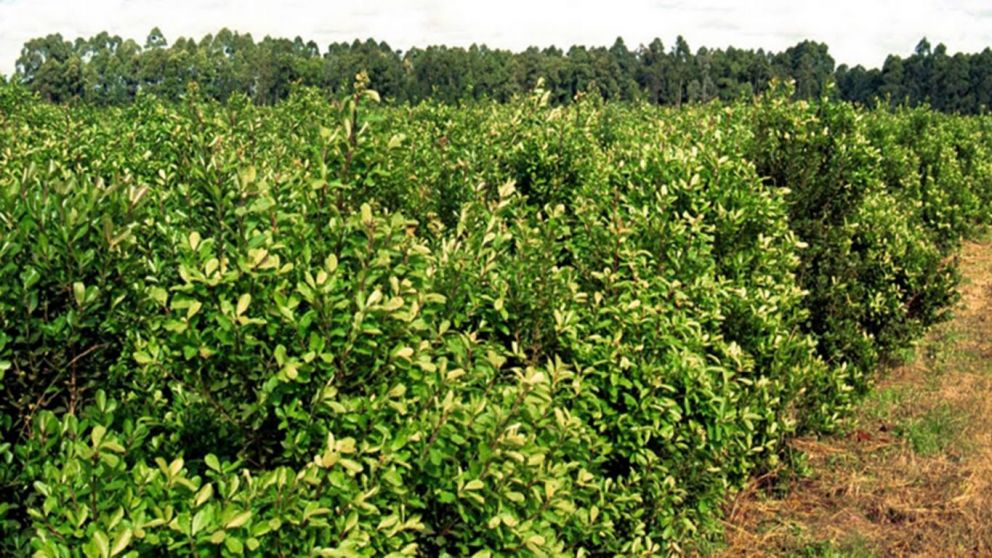 La cantidad de yerba mate para consumo y exportaciones registr un nuevo rcord en 2023