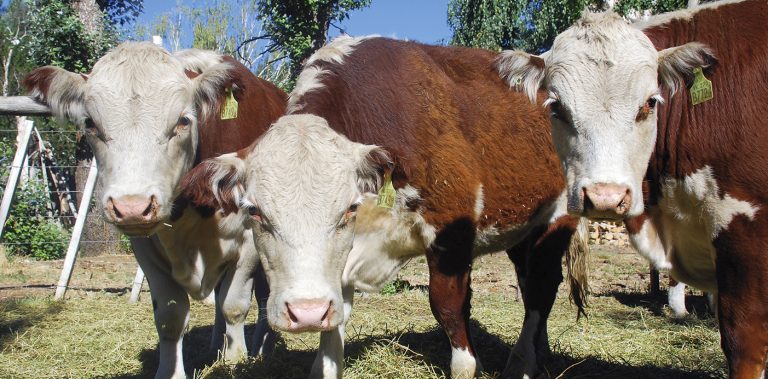 Los primeros datos muestran una salida de los campos menor a la esperada post sequía