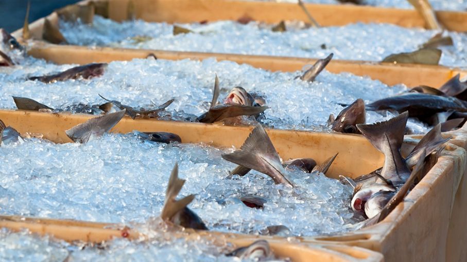 Con "un éxito absoluto de ventas", se realizó la feria del "pescadazo" en plaza Congreso