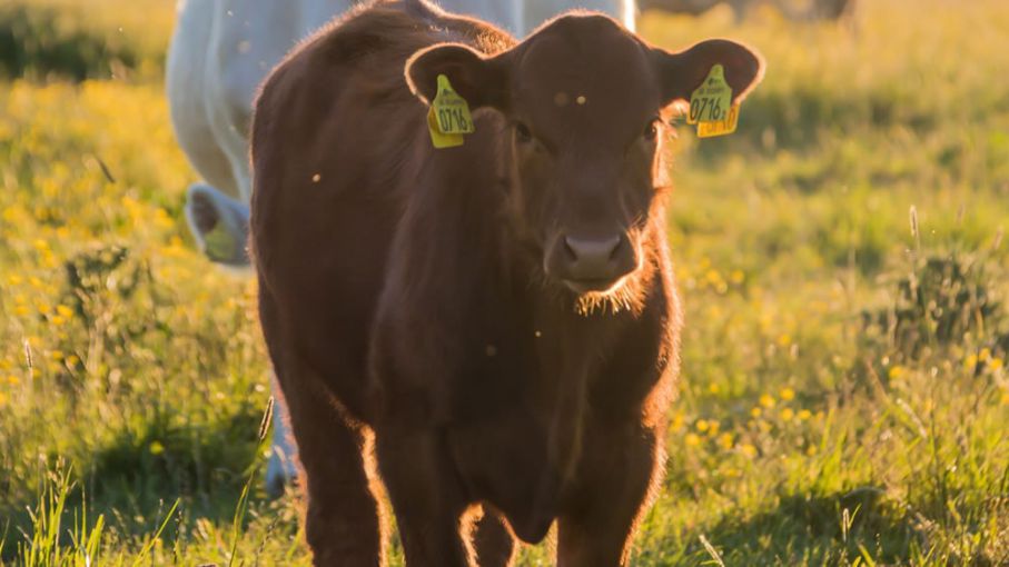 Nuevos estudios sobre forraje para ganado de cría