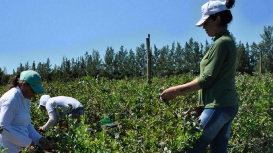 Bono de $26.000: Entidades rurales impugnaron el beneficio para trabajadores