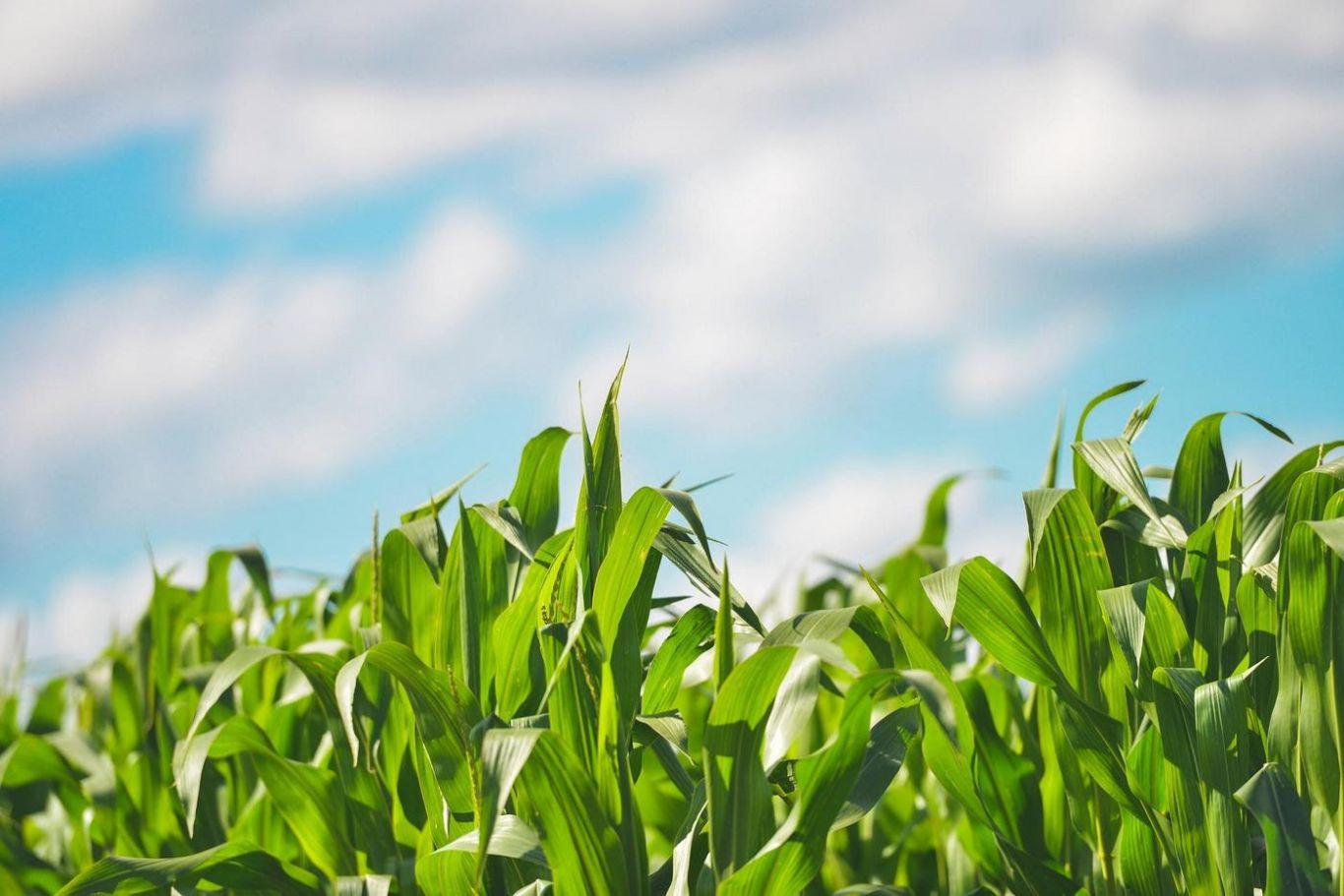 El zinc pide pista en los planes de fertilización