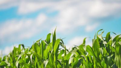 El zinc pide pista en los planes de fertilización