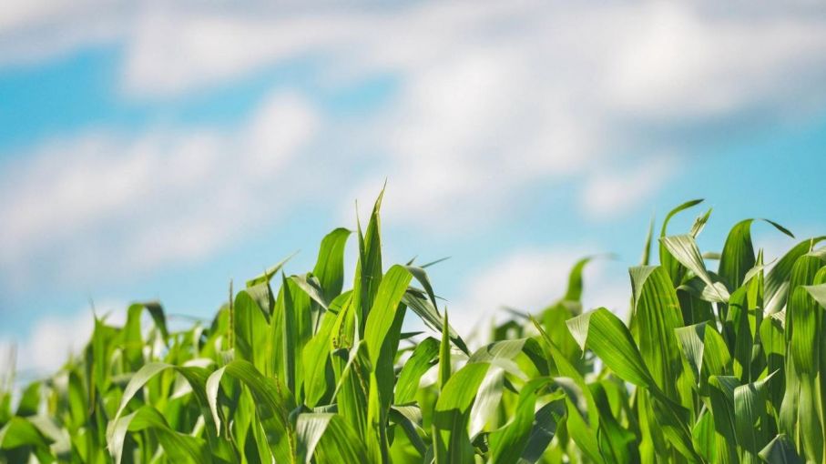El zinc pide pista en los planes de fertilización