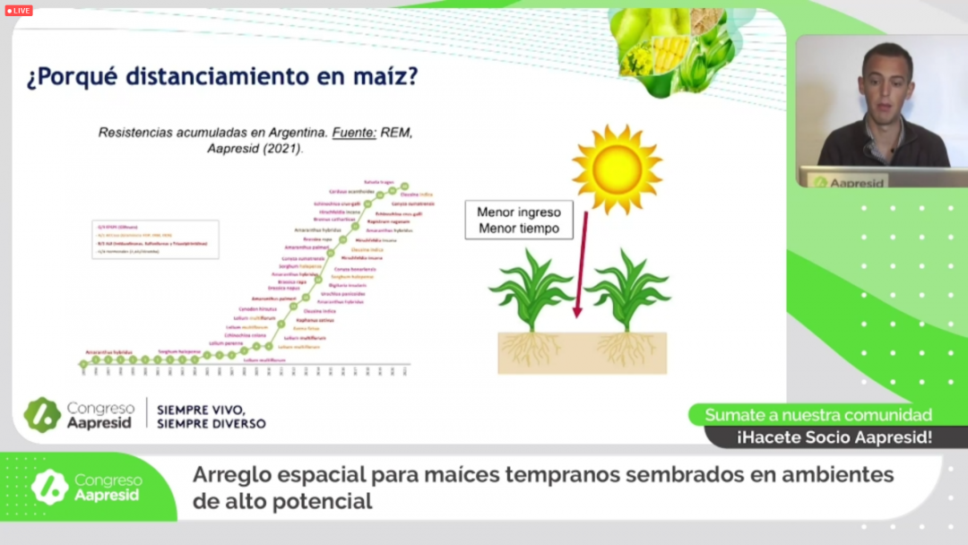 Arreglo espacial para maíces tempranos sembrados en ambientes de alto potencial