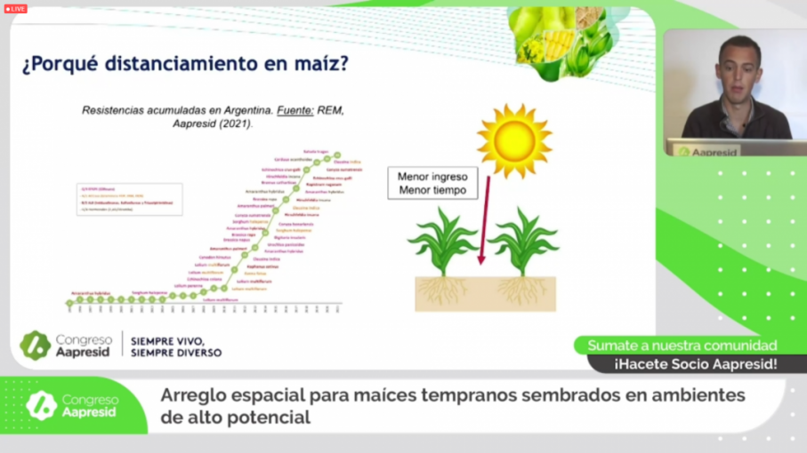 Arreglo espacial para maíces tempranos sembrados en ambientes de alto potencial