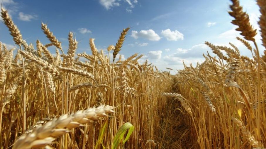 La mitad del área agrícola tendría lluvias normales