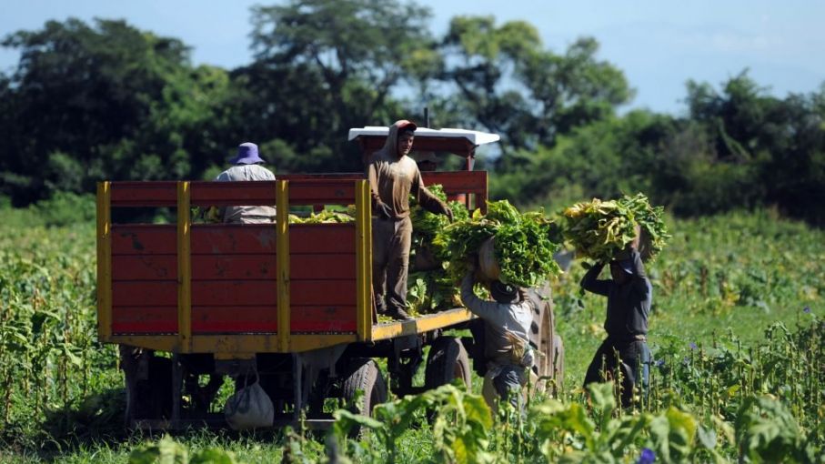 Oficializan plan de promoción y protección del trabajo registrado rural