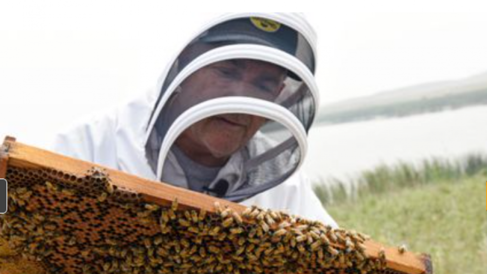Las colonias de abejas debilitadas por la sequa reducen la cosecha de miel de EE. UU. Y amenazan las almendras