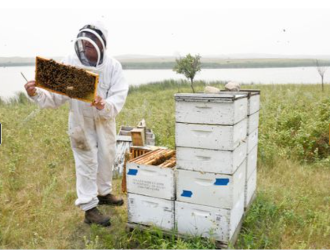 Las colonias de abejas debilitadas por la sequía reducen la cosecha de miel de EE. UU. Y amenazan las almendras