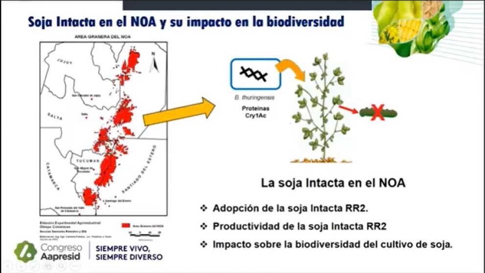 La adopcin de soja intacta en el NOA: su impacto en la biodiversidad: estado actual y perspectivas