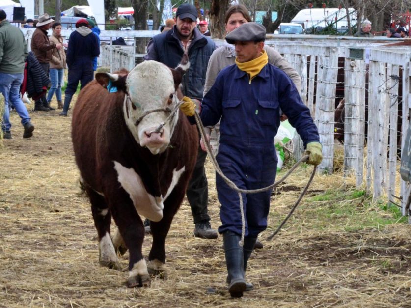 La 25 exposición rural de Viedma y Patagones se realizará a pesar de la sequía