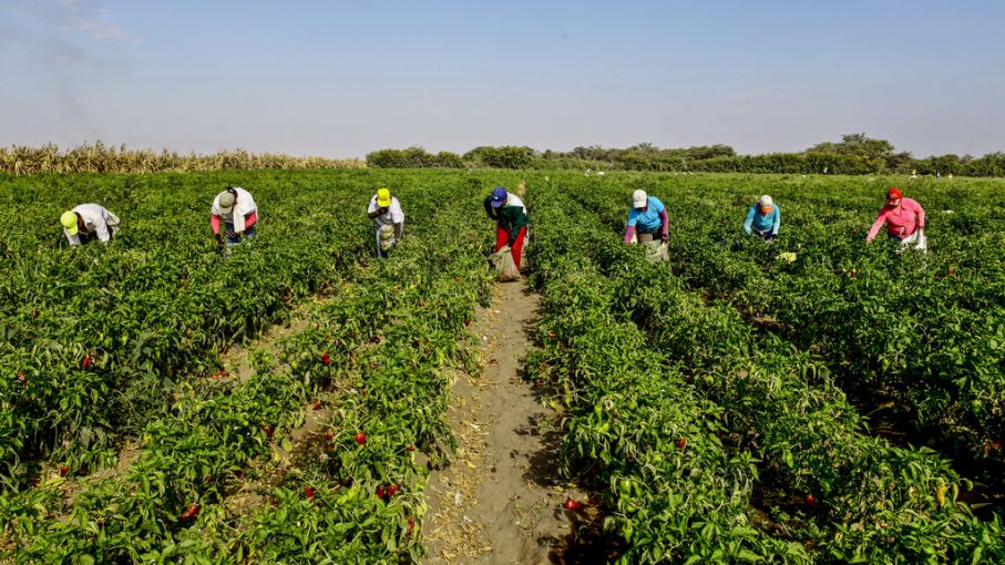 Analizan cómo contribuir al desarrollo sostenible del país con la transformación de la agroindustria