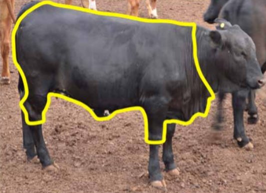 Cómo aplicar Bienest.AR animal en el feedlot