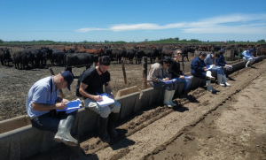 Cómo aplicar Bienest.AR animal en el feedlot