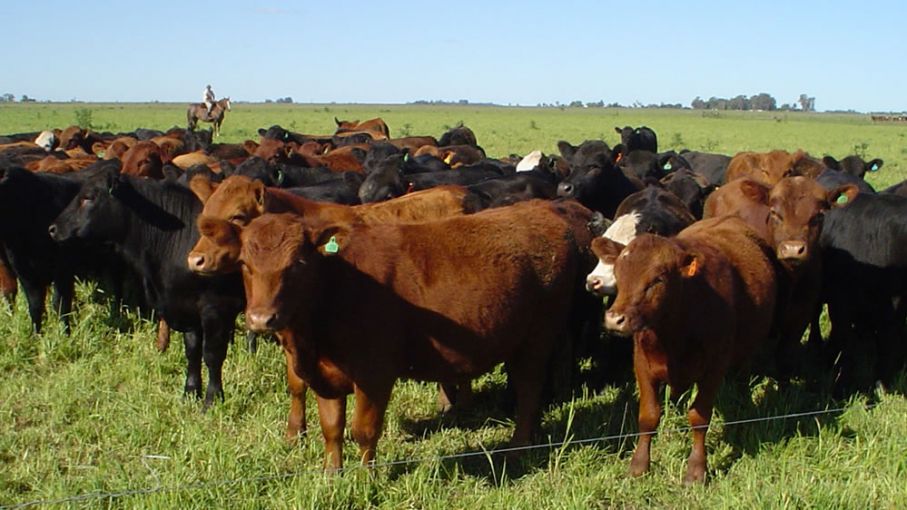 Aun con buenos valores en dólares, el precio interno de la hacienda sigue contenido por falta de competitividad